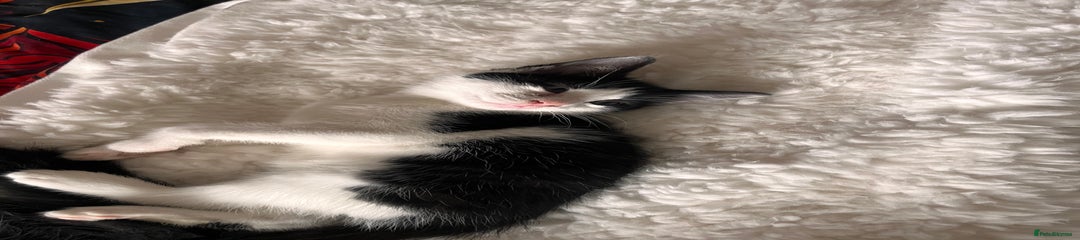 British Longhair Kitten 4