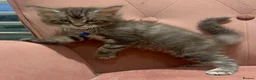 Maine Coon cats for sale: Pedagree GCCF Registered Maine Coon Kittens - Advert 5