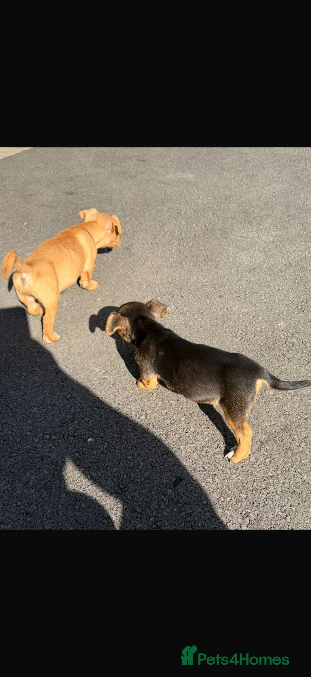 Jack Russell dogs for sale: Beutiful Jack Russel puppy’s  - Advert 2