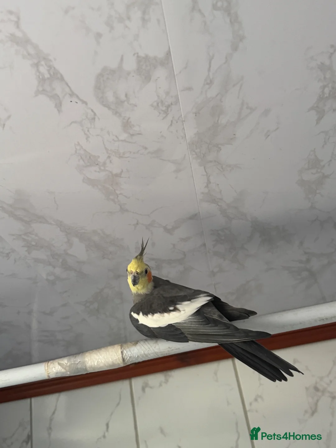 Cockatiels birds for sale: Lovely pair of cockatiels  - Advert 4