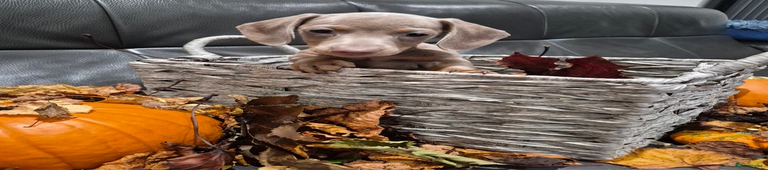 Miniature Dachshund Puppy 4
