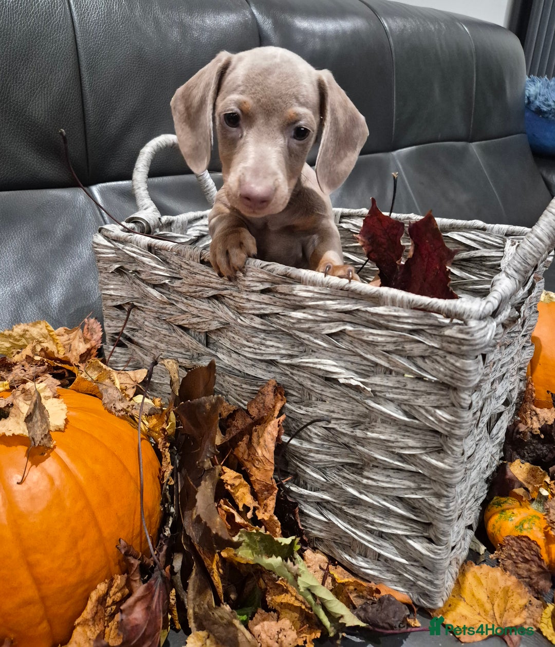 Miniature Dachshund dogs for sale: TRUE MINIATURE DASCHUND BABIES only 5 - Image 24