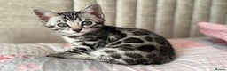 Bengal cats for sale: ⭐️Divine silver black spotted tabby bengal ⭐️ - Advert 2
