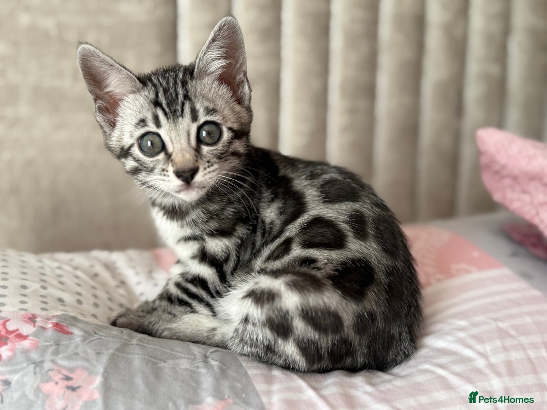 Bengal cats for sale: ⭐️Divine silver black spotted tabby bengal ⭐️ - Advert 2