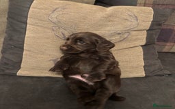 Cocker Spaniel dogs for sale: cocker spaniel pups for sale short tailed workers - Image 3