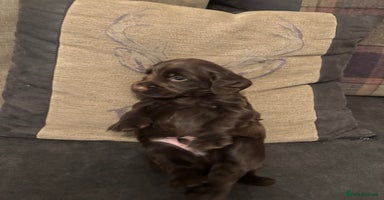 Cocker Spaniel dogs - Advert 3