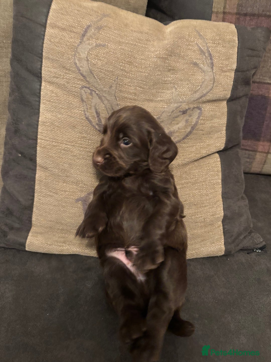 Cocker Spaniel dogs for sale: cocker spaniel pups for sale short tailed workers - Image 3