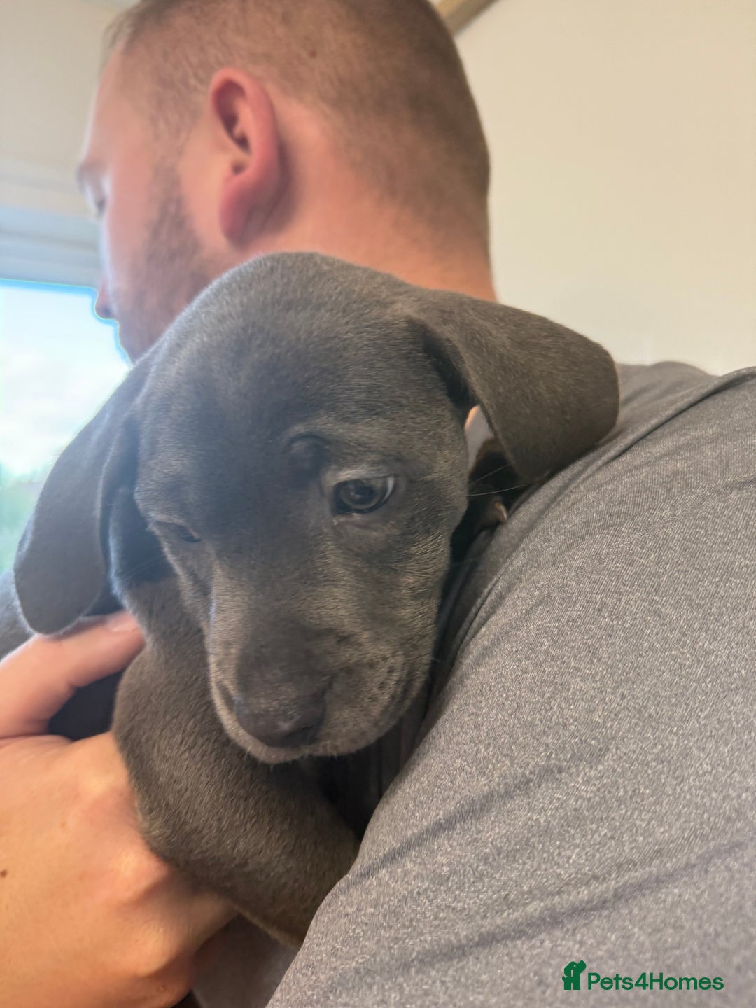 Staffordshire Bull Terrier dogs for sale: Last puppy needing a new home… - Image 6