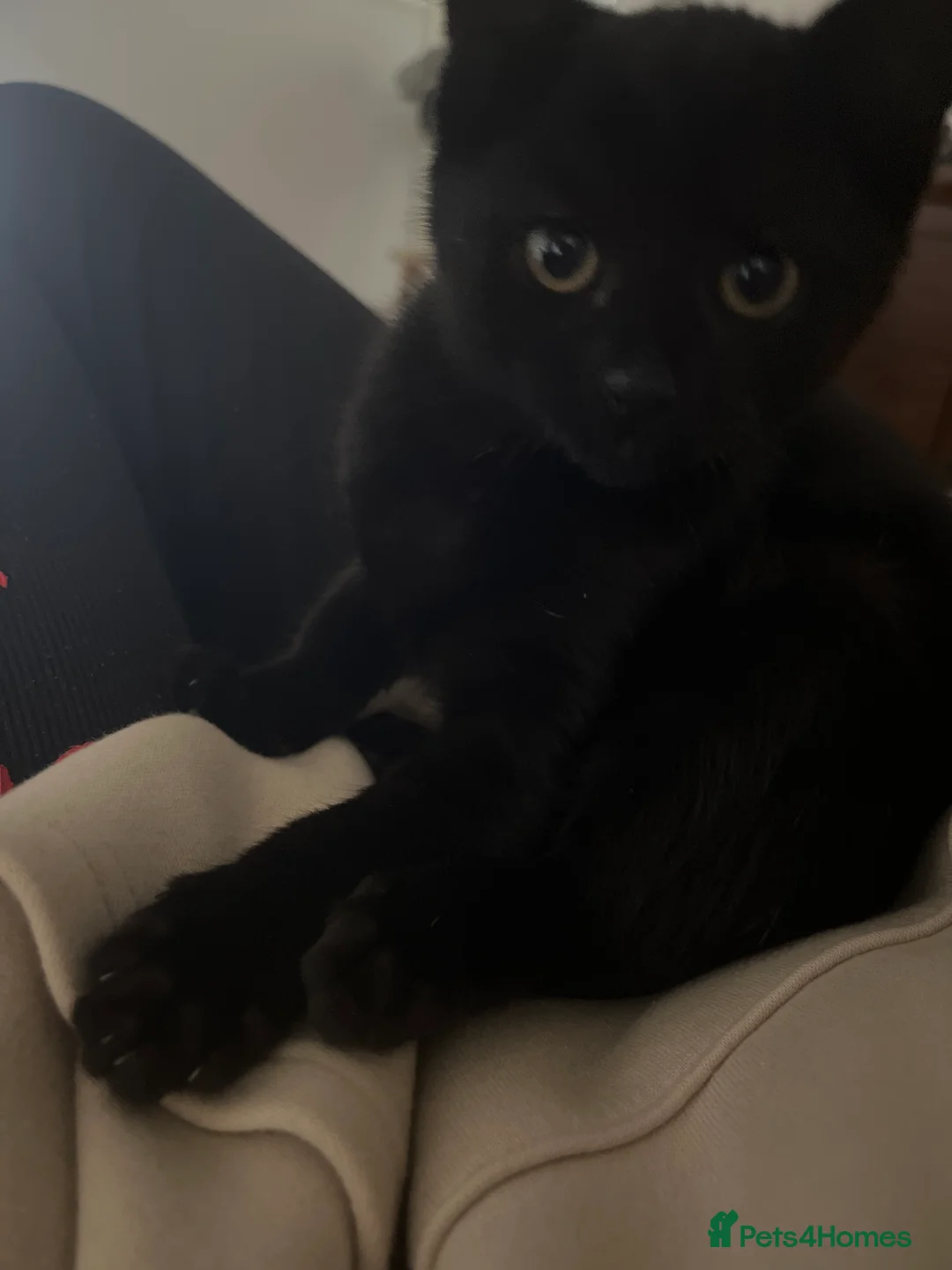 Mixed Breed cats for sale: 4 Adorable Kittens For Sale in Ilkeston - Advert 2