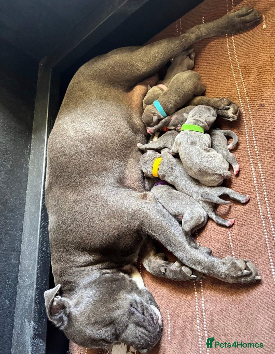 Staffordshire Bull Terrier dogs for sale: Ultimate healthy blueish Staffordshire bullies  - Image 9