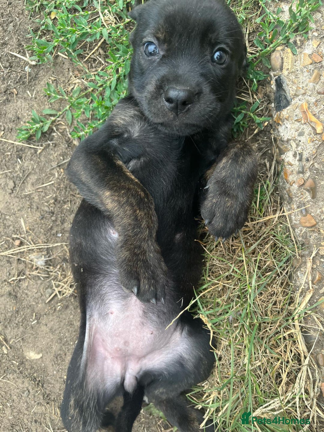 Mixed Breed dogs for sale: staffweiler - Image 4