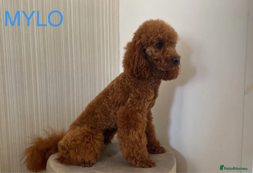 Miniature Poodle dogs for stud: Brishee Miniature Red Poodle Studs in Liverpool - Advert 4