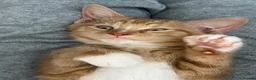 Mixed Breed cats for sale: Beautiful Friendly Kittens Ready for Loving Homes - Advert 4