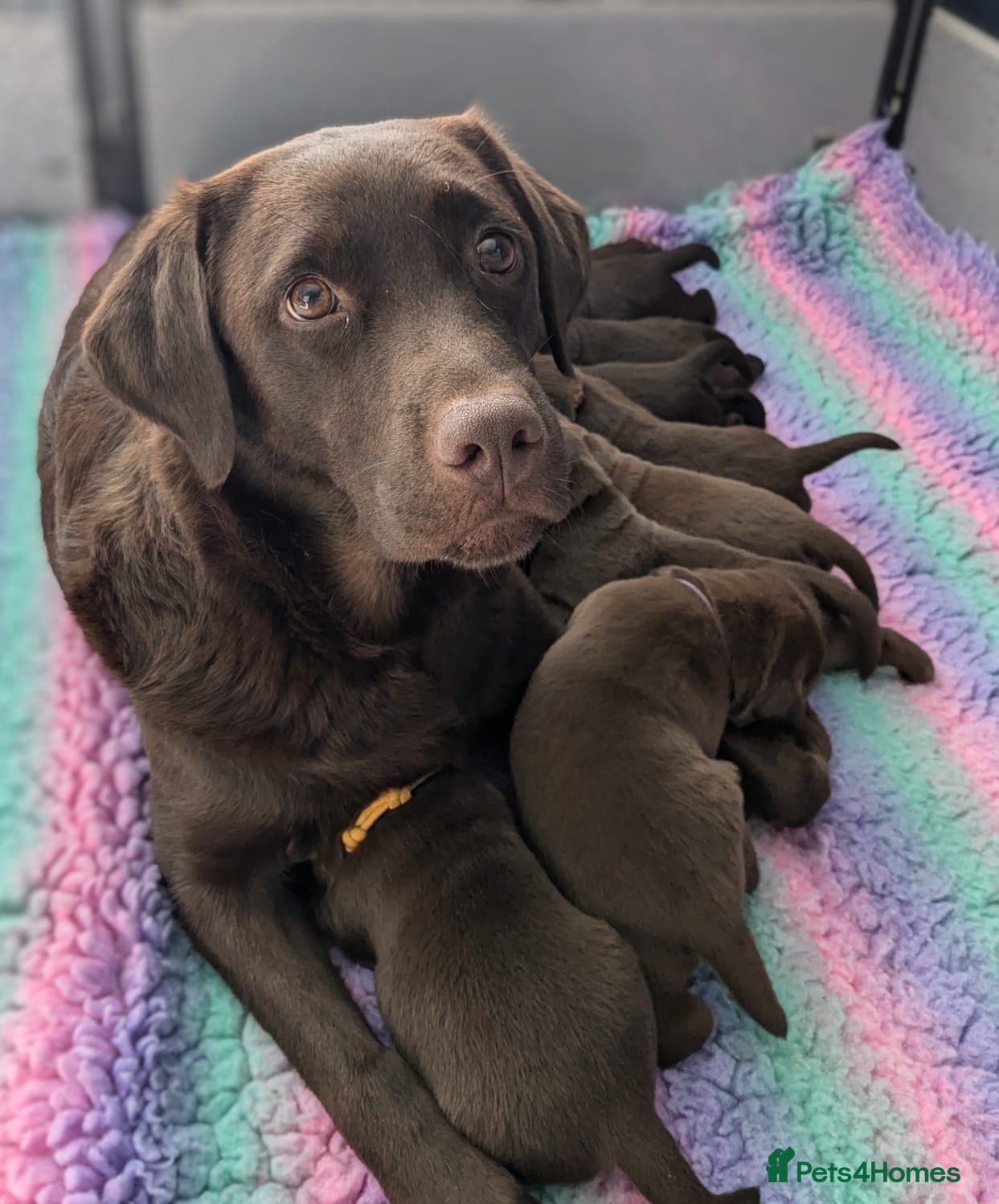 Labrador Retriever dogs Ready for the Right Family Quality Choco Lab Boy  - Advert 15