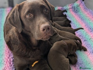 Labrador Retriever dogs Ready for the Right Family Quality Choco Lab Boy - Advert 9