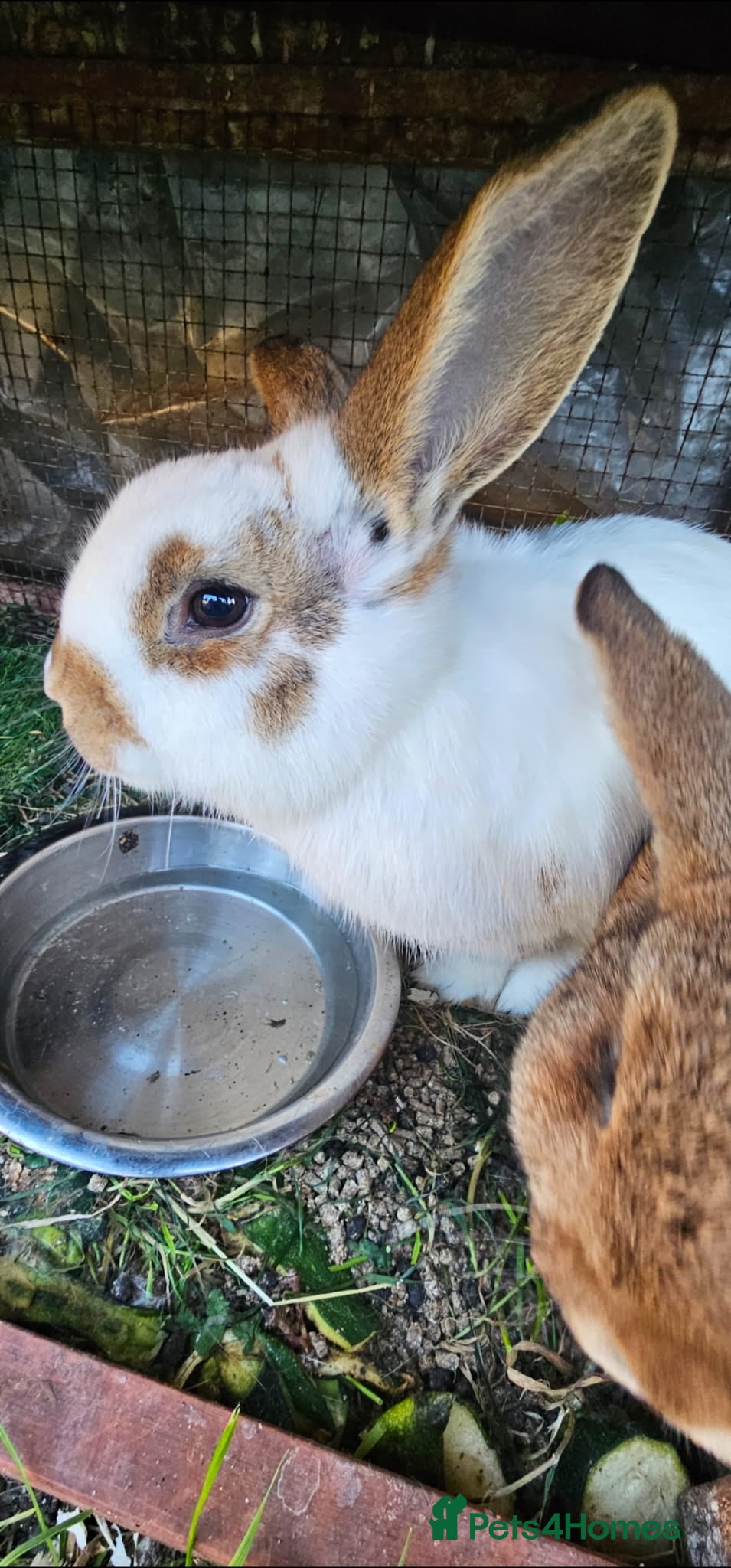 Mini Lop rabbits Beautiful Rabbit Family &  Male – Looks for Homes - Advert 7