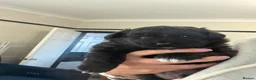 Mixed Breed dogs for sale: Pomapoo puppy  - Advert 4