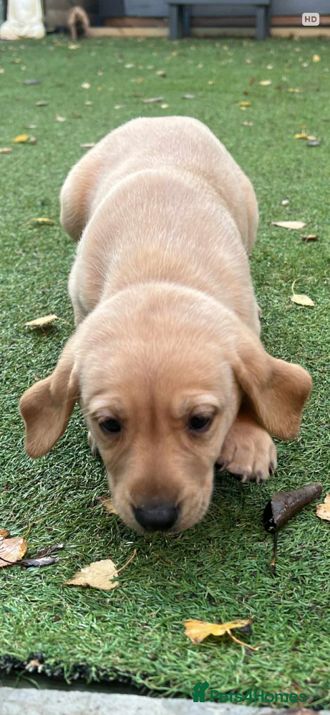 Labrador Retriever dogs for sale: Beautiful Labradors. Ready to go! - Advert 13