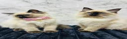 Ragdoll cats for sale:  🌸 GCCF/TICA Registered Pedigree Ragdoll Kittens  - Advert 12