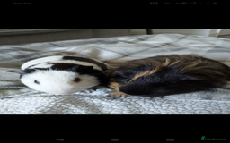 Guinea Pig rodents for sale: Two male guinea pigs 6 months old - Image 2