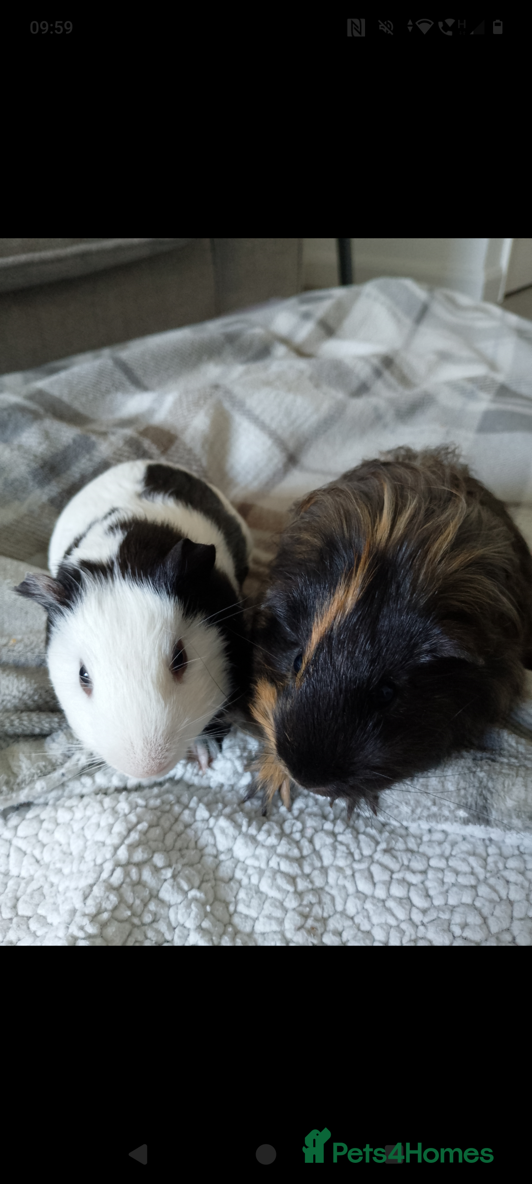 Guinea Pig rodents for sale: Two male guinea pigs 6 months old - Image 2