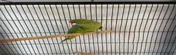 Ringnecks birds for sale: Ringneck parrot and set up. in Bournemouth - Advert 2