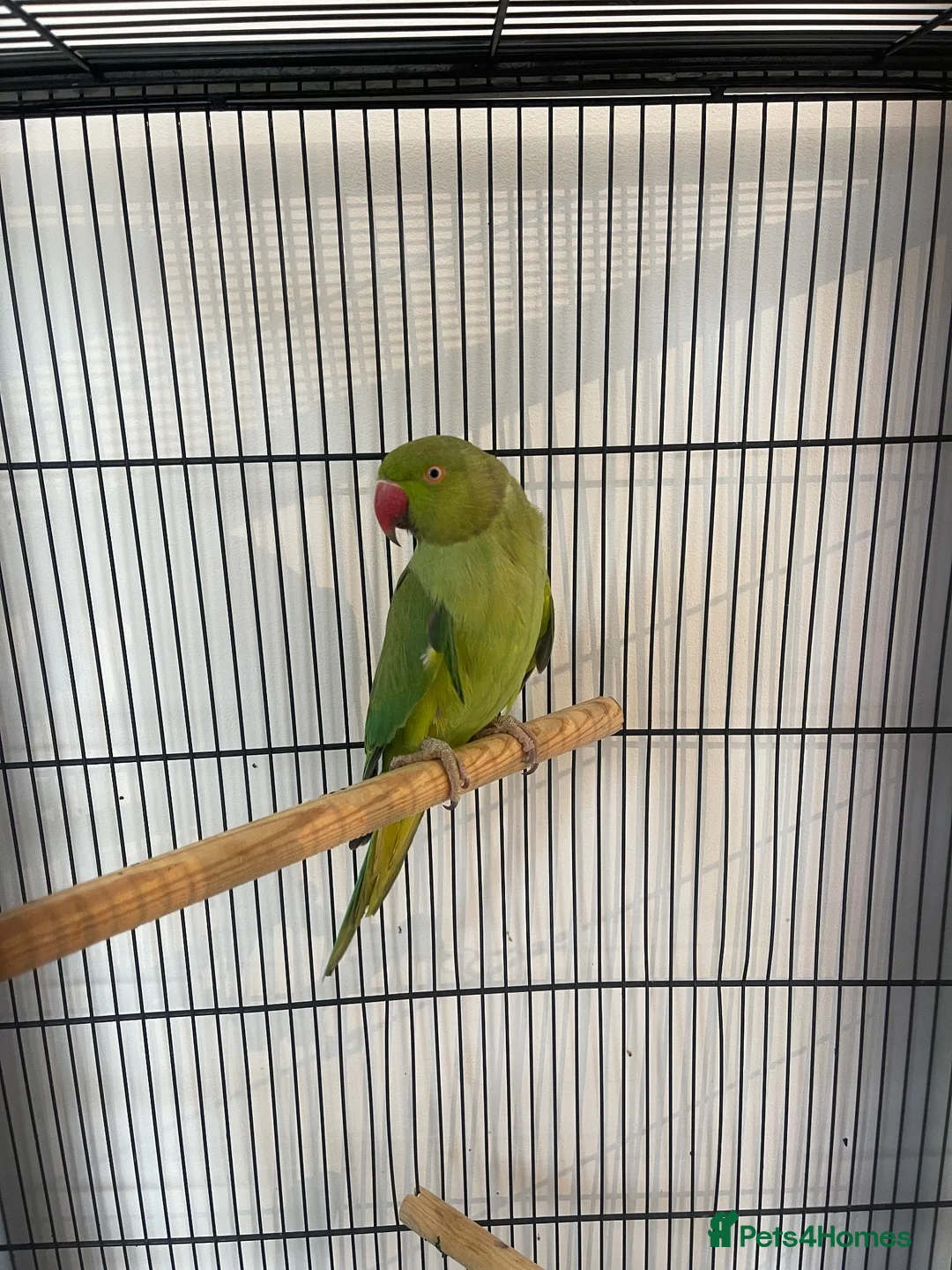 Ringnecks birds for sale: Ringneck parrot and set up. in Bournemouth - Advert 2