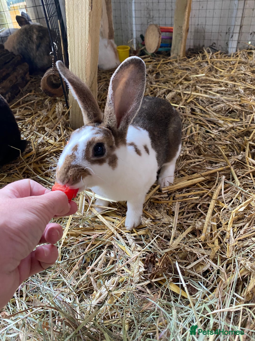 Rex rabbits for sale: mini lion head x velvet rex babies  - Image 1