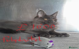 Maine Coon cats for sale: solid boys polydact maine coon  - Image 1