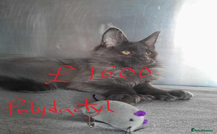 Maine Coon cats - Advert 1