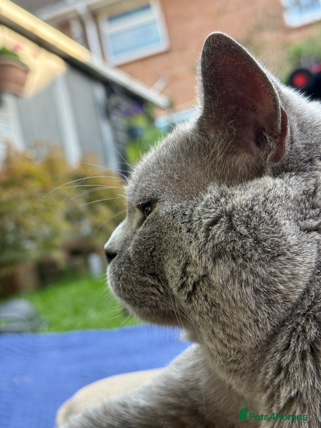 British Shorthair cats for stud: GCCF Active Registered Blue British Shorthair in Bristol - Advert 4