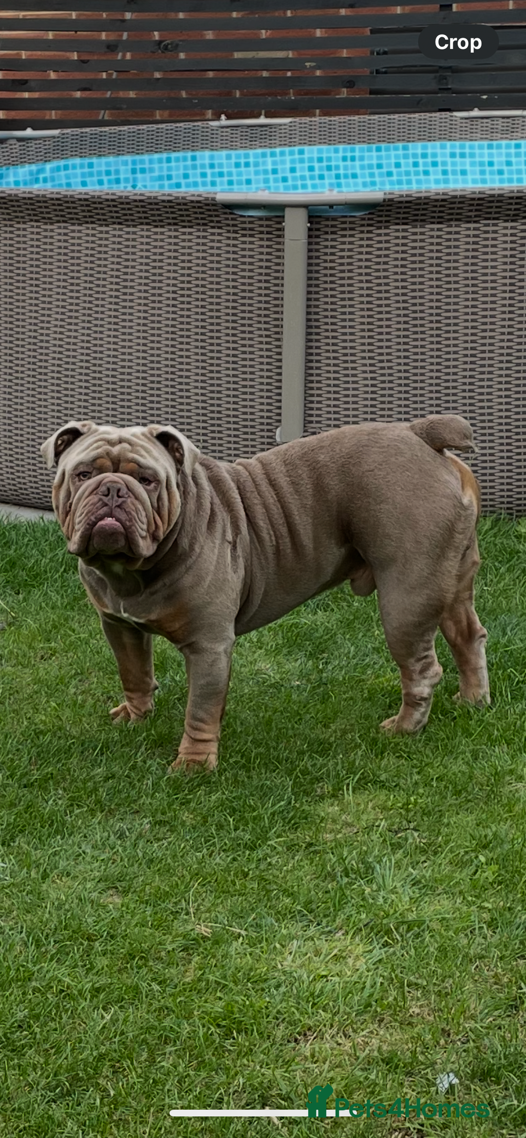 English Bulldog dogs for sale: Pablo - Image 6