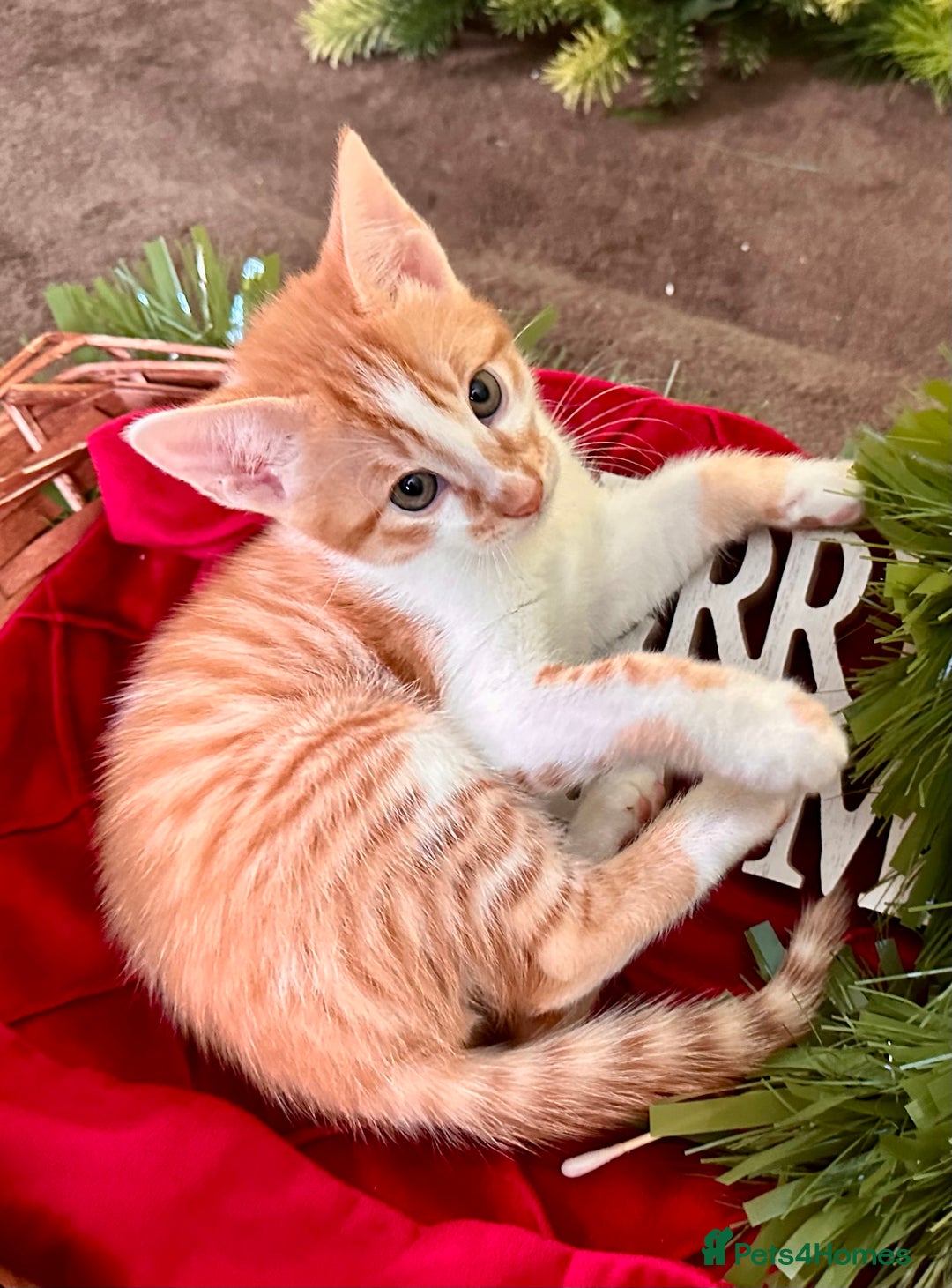 Mixed Breed cats for sale: Kittens from half Siamese mum - Advert 34