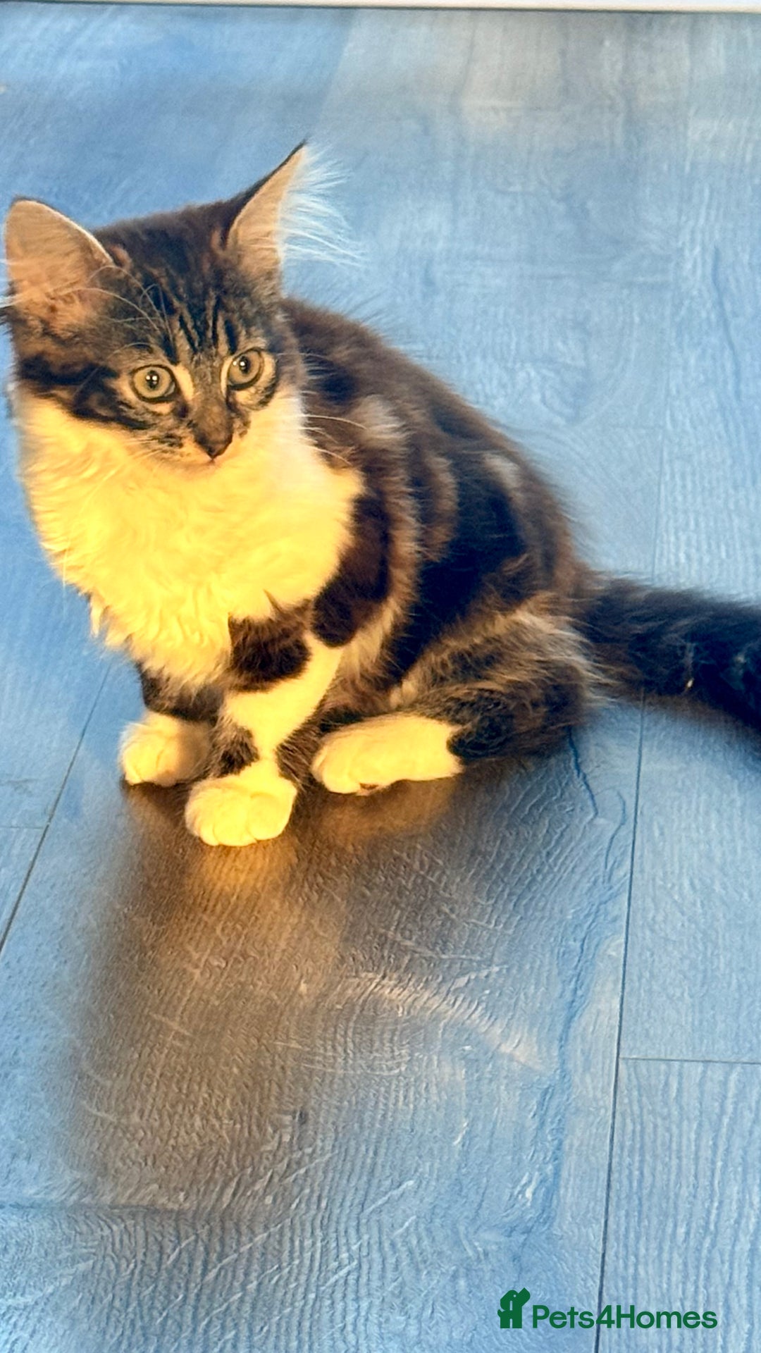 Mixed Breed cats for sale: Kitty girl for sale - Image 5