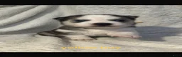 Siberian Husky dogs for sale: Stunning litter of Siberian husky puppies  - Advert 8