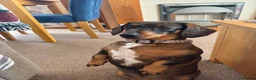 Dachshund dogs for sale: 2 beautiful cream dappled dachshund girls  - Advert 6