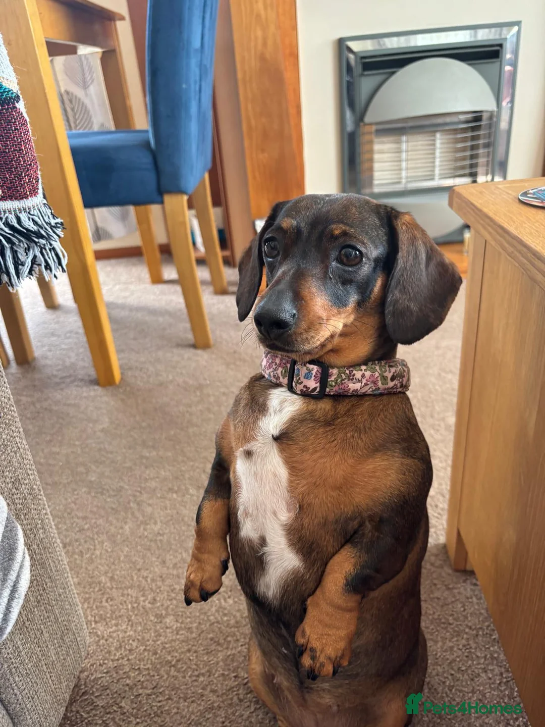 Dachshund dogs for sale: 2 beautiful cream dappled dachshund girls  - Advert 6