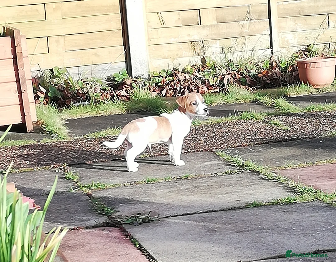 Jack Russell dogs for stud: Roby. - Advert 2