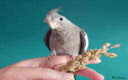 Cockatiels birds for sale: Hand reared semi tame DNA sexed baby cockatiel  in Worthing - Image 15