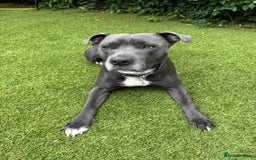 Staffordshire Bull Terrier dogs for sale: Blue Female Staffordshire for rehoming - Image 2
