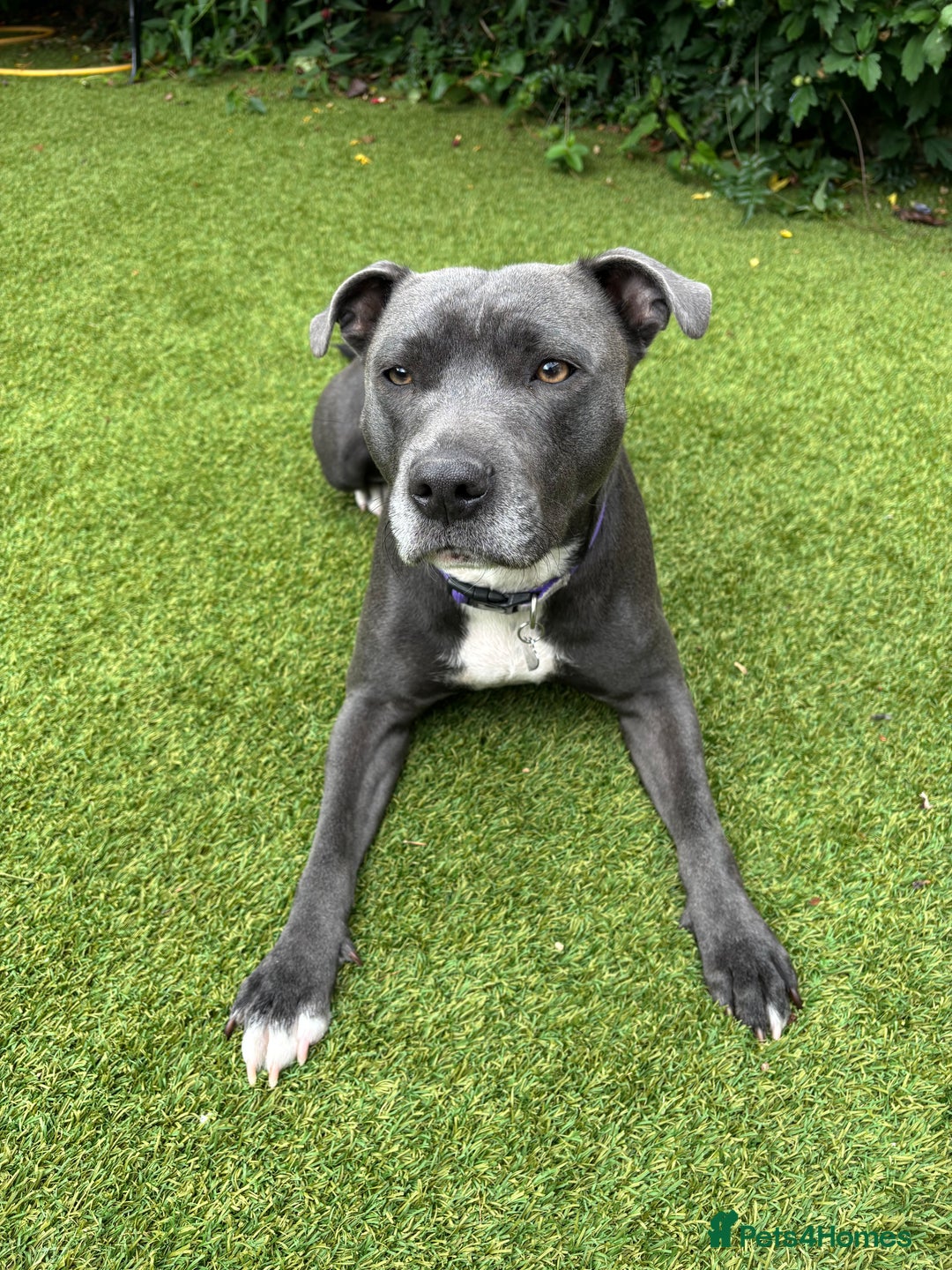 Staffordshire Bull Terrier dogs for sale: Blue Female Staffordshire for rehoming - Image 2