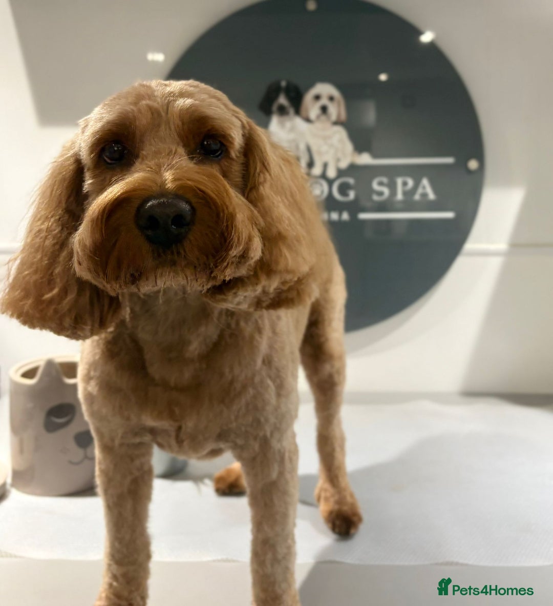 Cockapoo dogs for stud: STUD F1 Cockerpoo (5 Star 10/10} - Advert 2