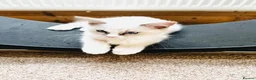 Ragdoll cats for sale: GCCF Ragdolls  - Advert 11