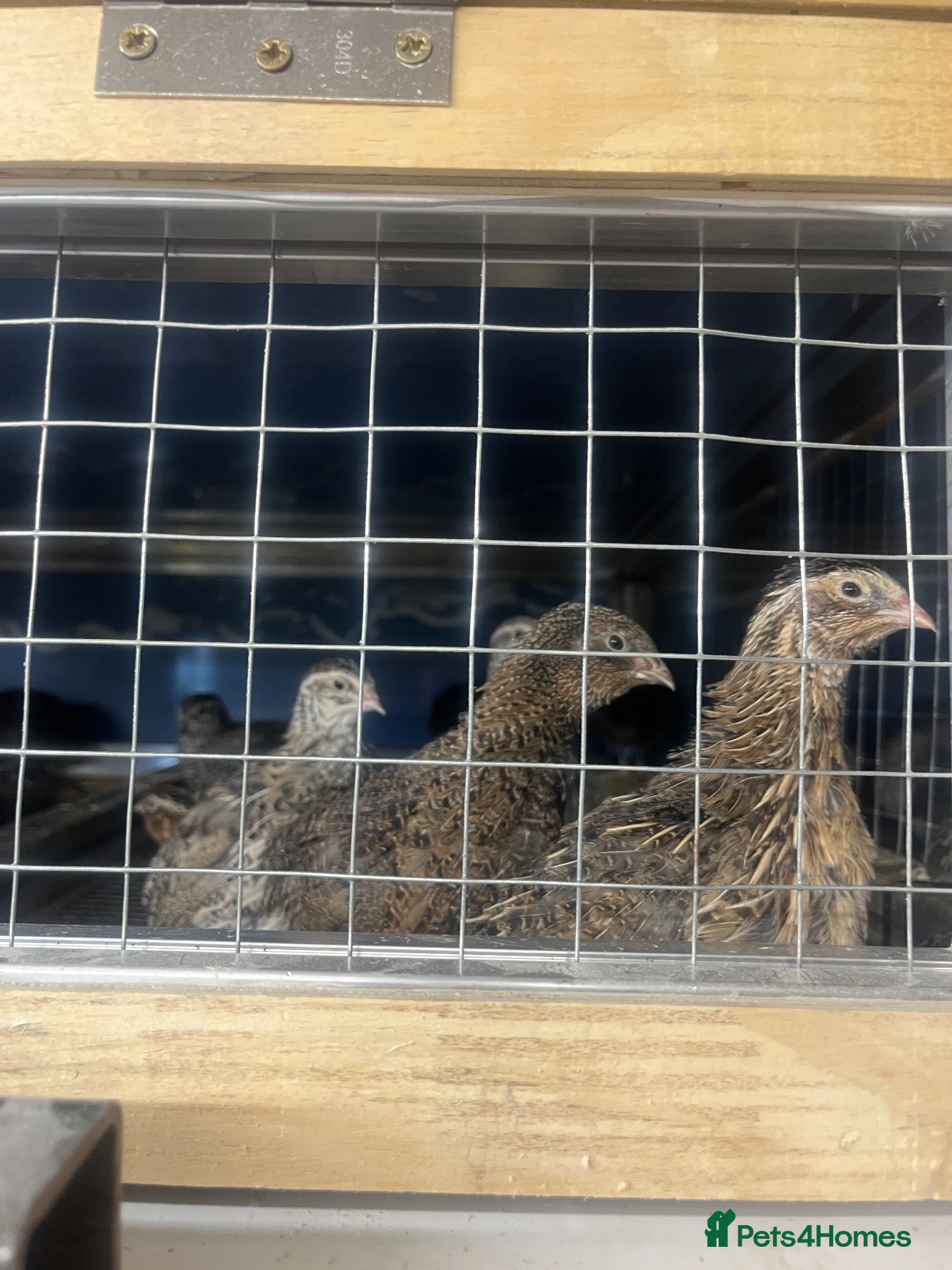 Quail poultry Mixed Coturnix quail and eggs - Advert 1