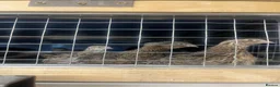 Quail poultry for sale: Mixed Coturnix quail and eggs in Bradford - Advert 1