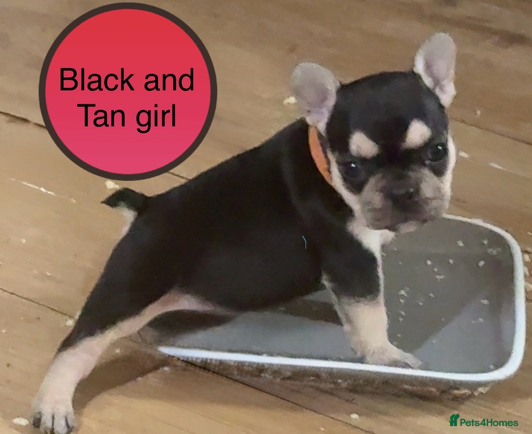 French Bulldog dogs for sale: FRENCH BULLDOG PUPPIES READY NOW!   🐾 - Image 19