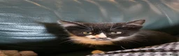 Mixed Breed cats for sale: Friendly Kittens Looking for Forever Home in Tregaron - Advert 6