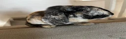 French Lop rabbits for sale: Bonded French lops  in Wimborne - Advert 4