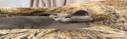 Russian Blue cats for sale: Bonded Pair of 1-Year-Old Male Russian Blue Cats - Advert 3