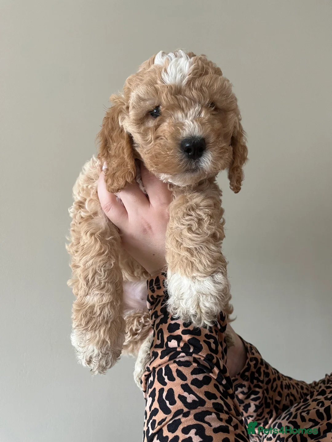 Cockapoo dogs for stud: STUD - F1 Red and white Cockapoo - Health Clear in York - Advert 13